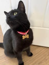 Lost Female Cat last seen The garage on the green, Ryhope, England 