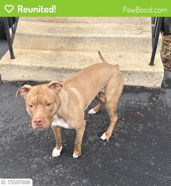 Reunited Female Dog last seen Windom Rd, Hyattsville, MD 20781
