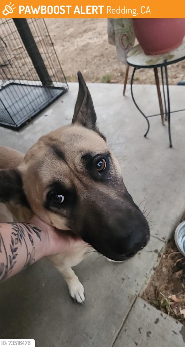 Found/Stray Male Dog last seen Texas springs, Redding, CA 96001