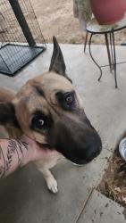 Found/Stray Male Dog last seen Texas springs, Redding, CA 96001