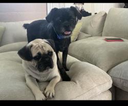 Lost Male Dog last seen Blazing star ct., Rancho Cucamonga, CA 91739