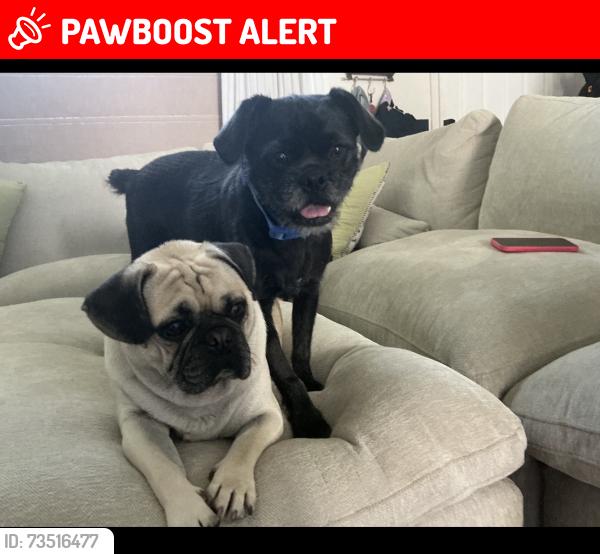 Lost Male Dog last seen Blazing star ct., Rancho Cucamonga, CA 91739
