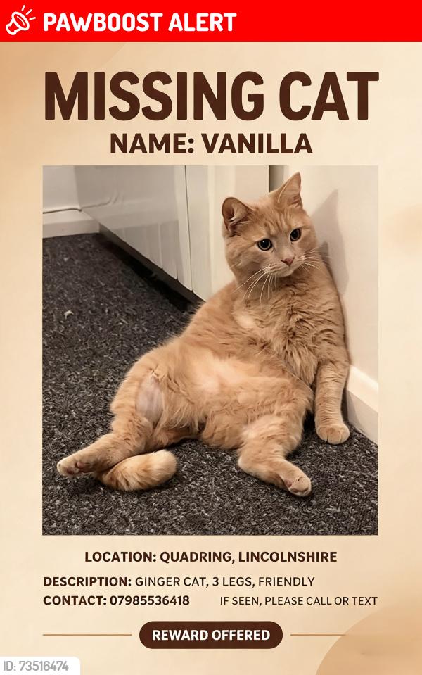 Lost Male Cat last seen Quadring, Lincolnshire, England PE11 4GY