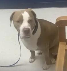 Reunited Male Dog last seen Woodbine, Prince William County, VA 20112