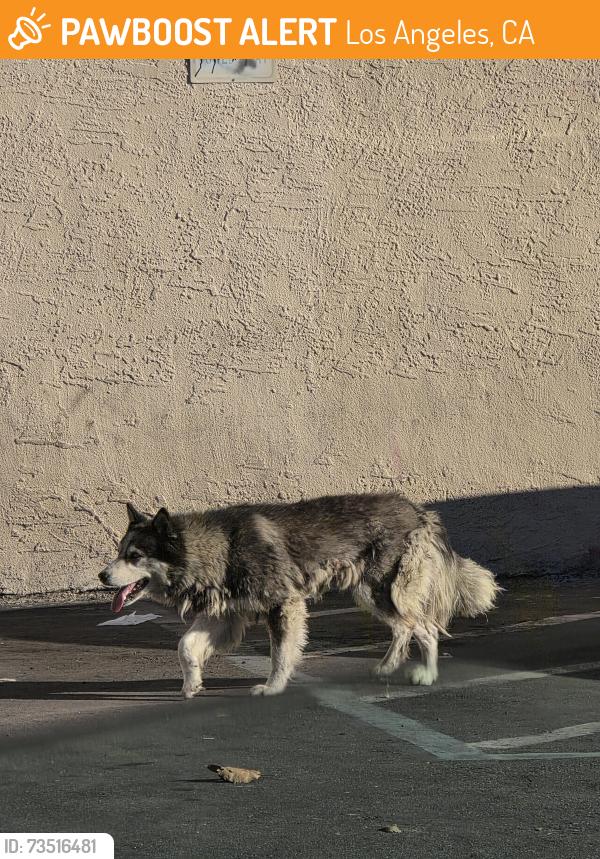 Found/Stray Unknown Dog last seen Century and San Pedro, Los Angeles, CA 90003