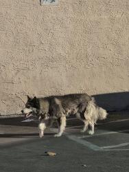 Found/Stray Unknown Dog last seen Century and San Pedro, Los Angeles, CA 90003