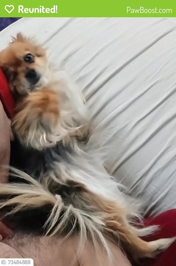Reunited Female Dog last seen Eldorado parking garage, Reno, NV 89501