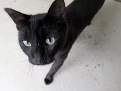 Found/Stray Unknown Cat last seen At the end of South Pine Street, Maryville, TN 37804