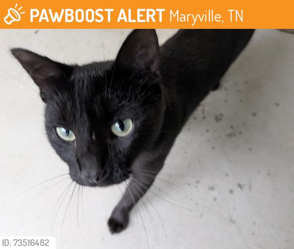 Found/Stray Unknown Cat last seen At the end of South Pine Street, Maryville, TN 37804