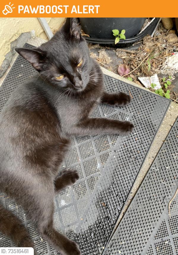 Found/Stray Female Cat last seen Stacy St , near Phoenix Palace apmts, West Palm Beach, FL 33417
