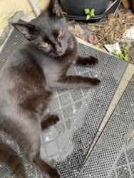 Found/Stray Female Cat last seen Stacy St , near Phoenix Palace apmts, West Palm Beach, FL 33417