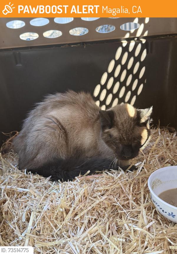 Found/Stray Male Cat last seen Nimshew Rd, Timber Ridge Dr, Magalia, CA 95954