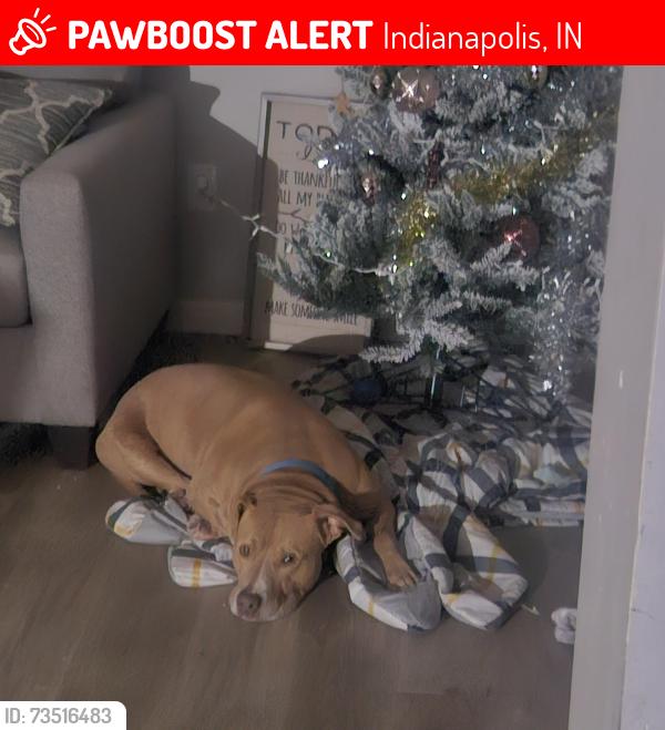 Lost Male Dog last seen Buck creek road and east 21st, Indianapolis, IN 46229