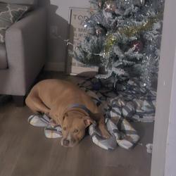 Lost Male Dog last seen Buck creek road and east 21st, Indianapolis, IN 46229