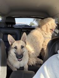 Reunited Male Dog last seen Towne lake, Houston, TX 77429