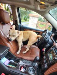 Found/Stray Female Dog last seen apmt complex, Ocala, FL 34471