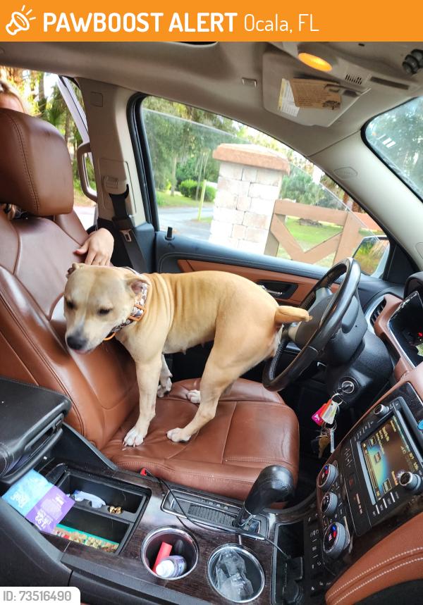 Found/Stray Female Dog last seen apmt complex, Ocala, FL 34471