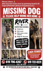 Reunited Female Dog last seen Cuyamaca Street, El Cajon, CA 92020