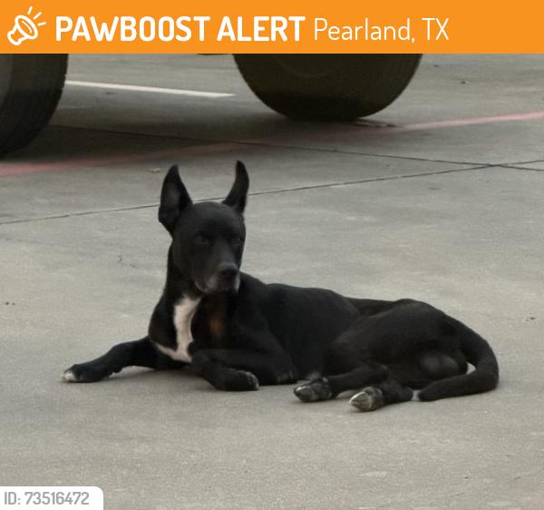 Found/Stray Male Dog last seen Dixie Farm Rd and Pearland parkway, Pearland, TX 77581