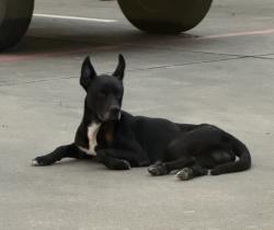 Found/Stray Male Dog last seen Dixie Farm Rd and Pearland parkway, Pearland, TX 77581