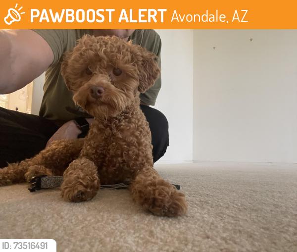 Found/Stray Male Dog last seen Crystal Garden Parkway, Avondale, AZ 85392