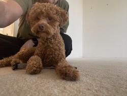 Found/Stray Male Dog last seen Crystal Garden Parkway, Avondale, AZ 85392