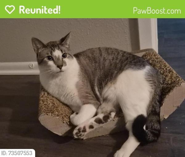 Reunited Male Cat last seen Mabel Davis District Park, Austin, TX 78741