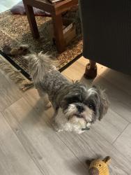 Lost Male Dog last seen Gate to Twin Lakes in Boulder, Boulder, CO 80301