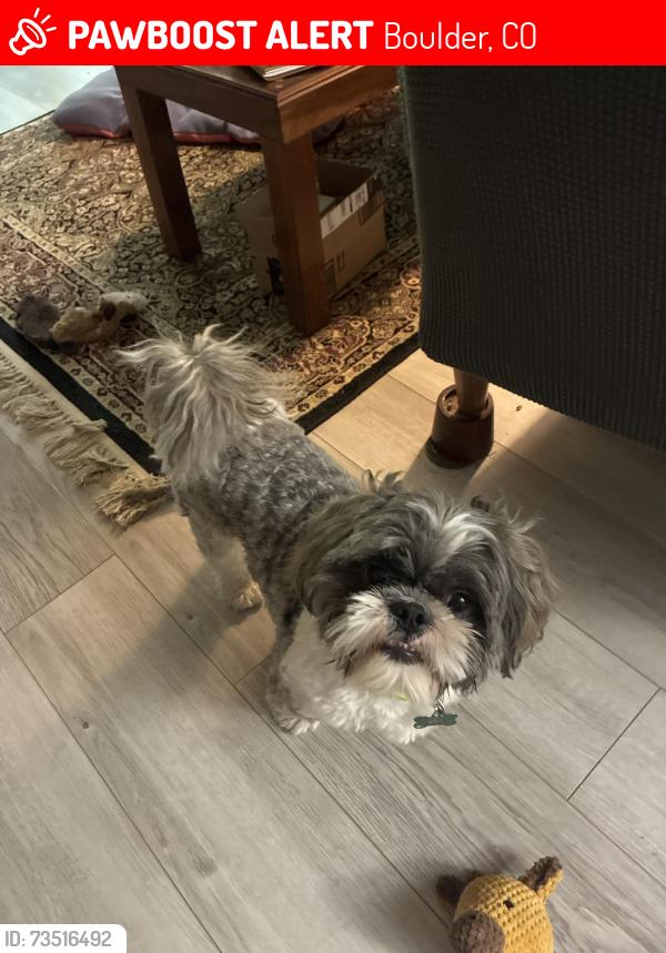Lost Male Dog last seen Gate to Twin Lakes in Boulder, Boulder, CO 80301
