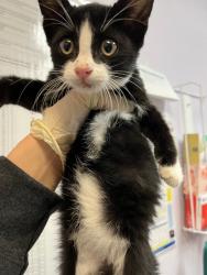 Shelter Stray Male Cat last seen Bexar County, 3353 Morningside Dr, New Braunfels, TX 78132, USA