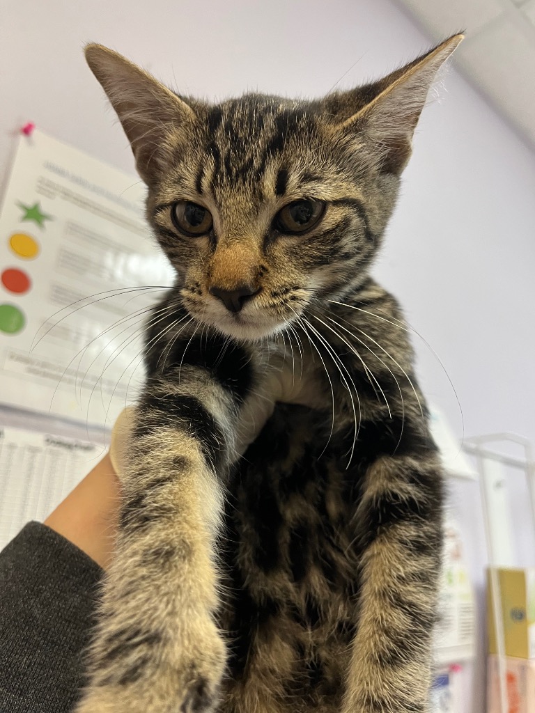 Shelter Stray Female Cat last seen Bexar County, 3353 Morningside Dr, New Braunfels, TX 78132, USA