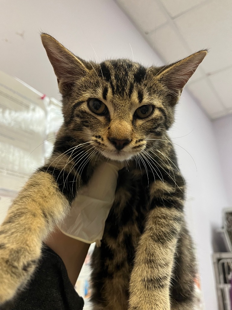 Shelter Stray Male Cat last seen Bexar County, 3353 Morningside Dr, New Braunfels, TX 78132, USA