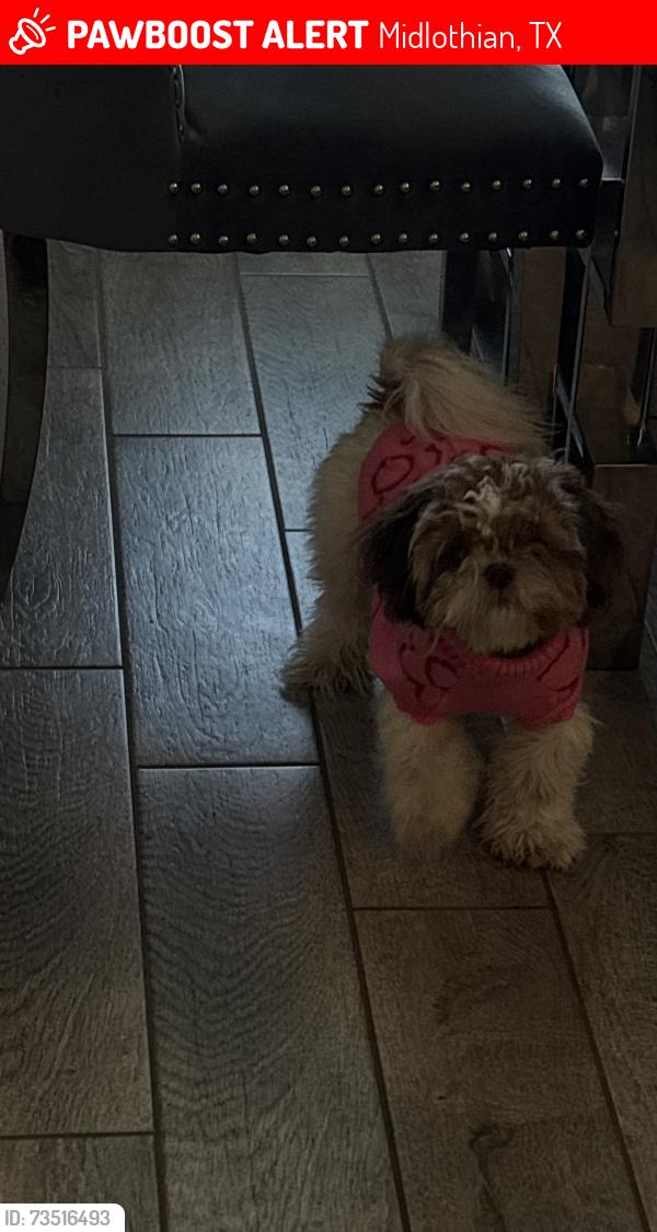 Lost Female Dog last seen midlothian community park, Midlothian, TX 76065