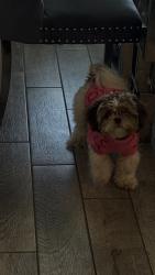 Lost Female Dog last seen midlothian community park, Midlothian, TX 76065