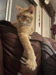 Lost Male Cat last seen Ft. Lowell and Houghton, Tucson, AZ 85749