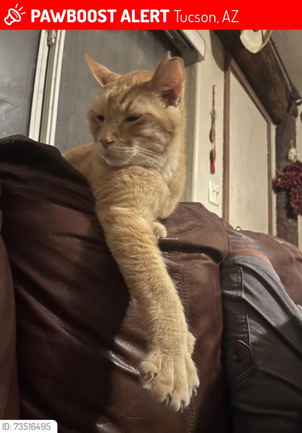Lost Male Cat last seen Ft. Lowell and Houghton, Tucson, AZ 85749