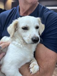 Found/Stray Female Dog last seen 64th St and Thunderbird, Scottsdale, AZ 85254