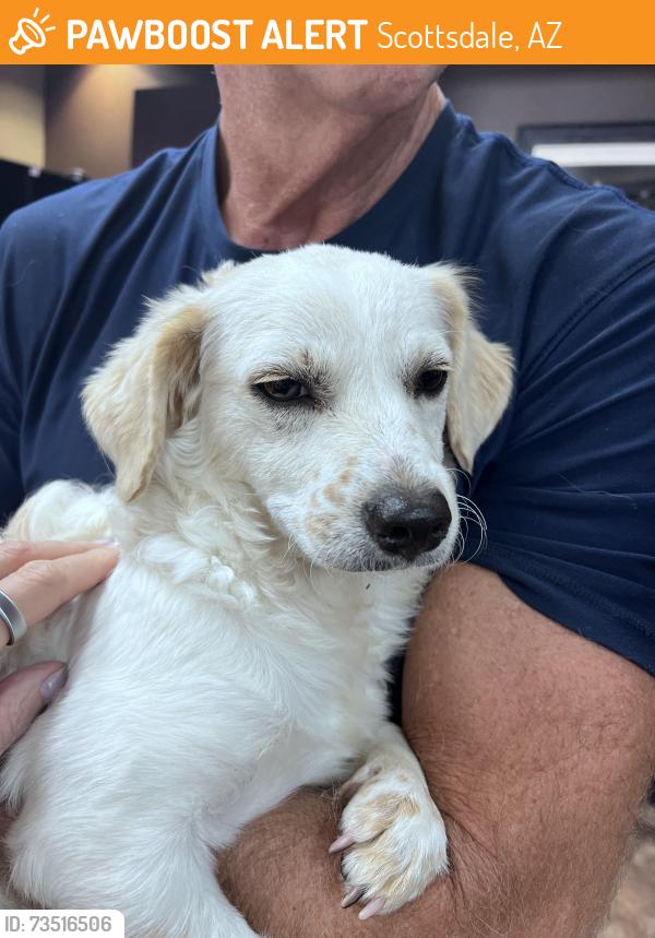 Found/Stray Female Dog last seen 64th St and Thunderbird, Scottsdale, AZ 85254