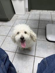 Found/Stray Male Dog last seen Near lazy hollow dr, Houston, TX 77063