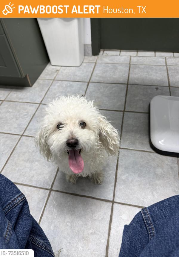 Found/Stray Male Dog last seen Near lazy hollow dr, Houston, TX 77063