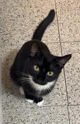 Lost Male Cat last seen Nostrand ave & Winthrop st near the deli, Brooklyn, NY 11225