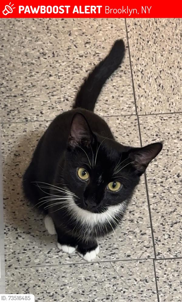 Lost Male Cat last seen Nostrand ave & Winthrop st near the deli, Brooklyn, NY 11225