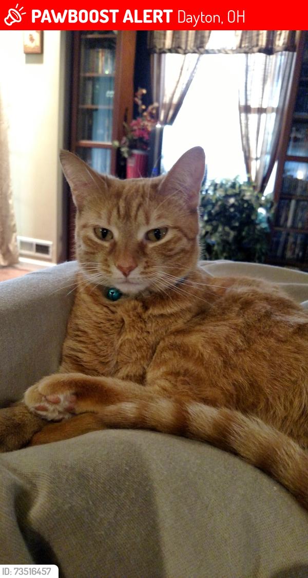 Lost Female Cat last seen Naples Dr and Nebraska Ave, Dayton, OH 45424