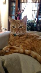 Lost Female Cat last seen Naples Dr and Nebraska Ave, Dayton, OH 45424