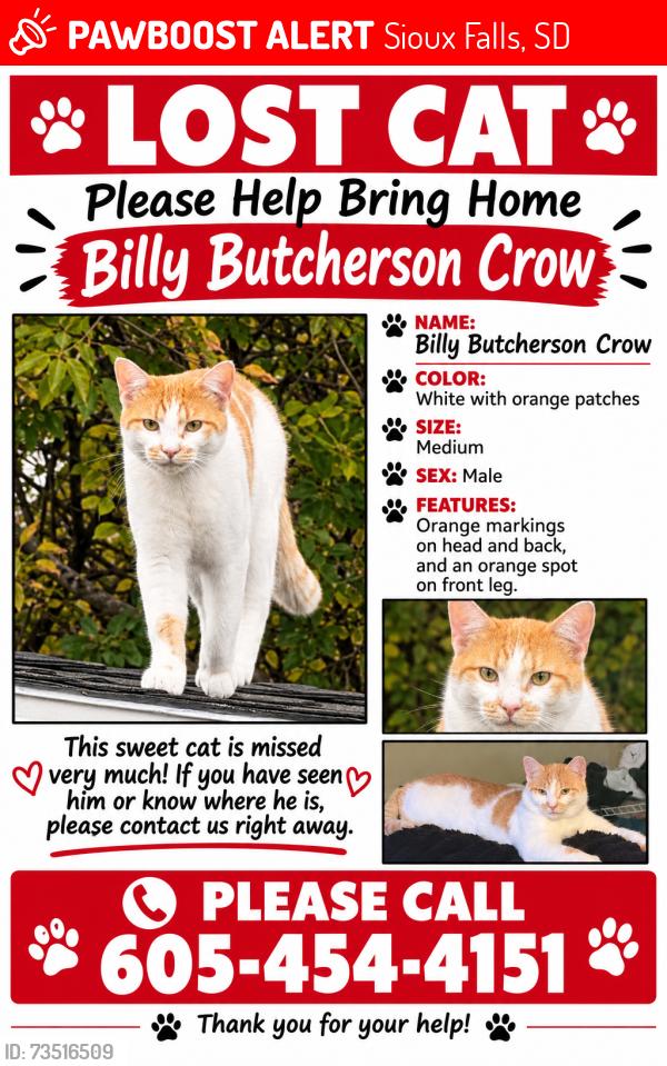 Lost Male Cat last seen E 34th st, Sioux Falls, SD 57104
