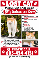 Lost Male Cat last seen E 34th st, Sioux Falls, SD 57104
