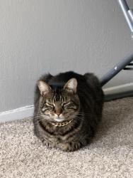 Lost Male Cat last seen Near old county rd Belmont, Belmont, CA 94002