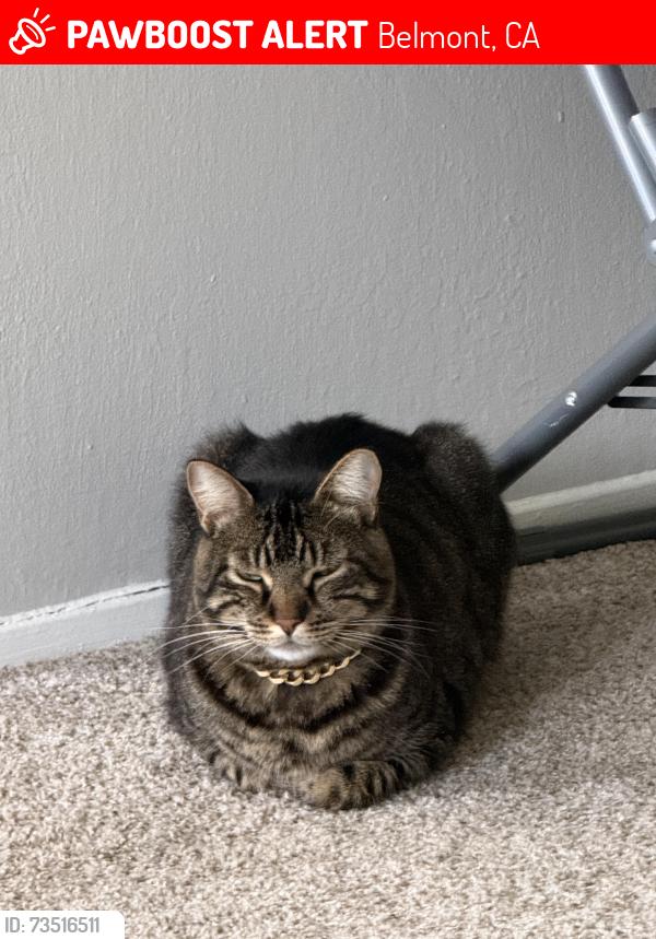Lost Male Cat last seen Near old county rd Belmont, Belmont, CA 94002