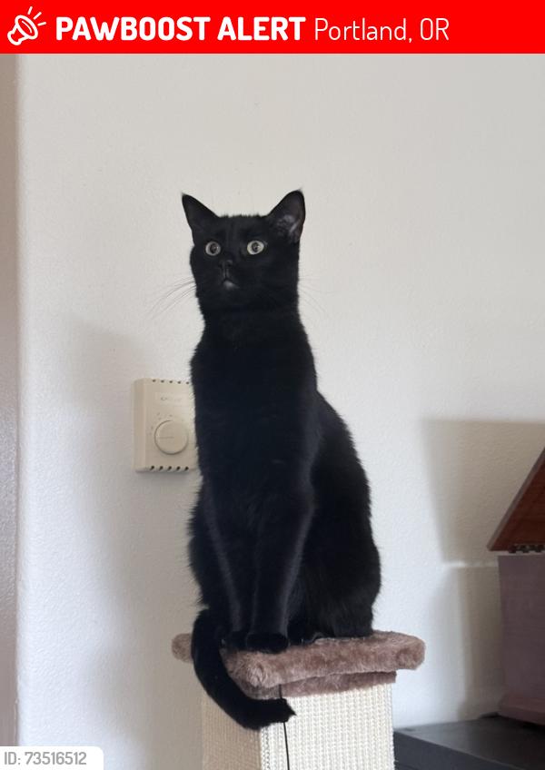 Lost Female Cat last seen Near SE 122nd Ave, Portland, OR 97236, Portland, OR 97236