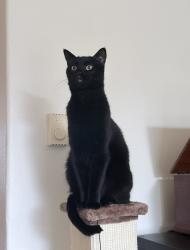 Lost Female Cat last seen Near SE 122nd Ave, Portland, OR 97236, Portland, OR 97236